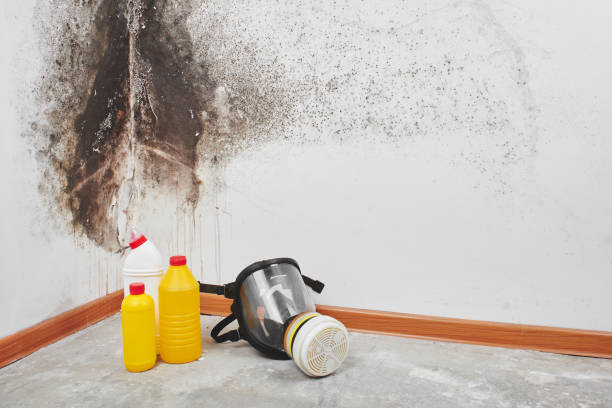 Mold Testing and Removal in Brookwood, AL