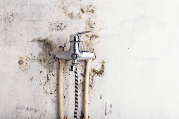 Best Mold Damage Repair  in Brookwood, AL