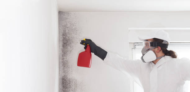 Best Mold Cleaning Services  in Brookwood, AL