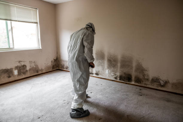Best Residential Mold Removal  in Brookwood, AL