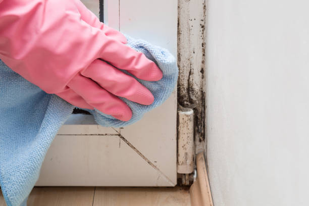 Best Attic Mold Removal  in Brookwood, AL