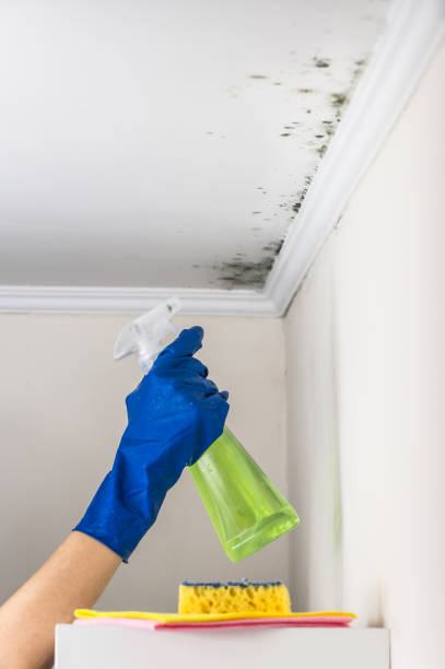 Best Local Mold Removal Service  in Brookwood, AL